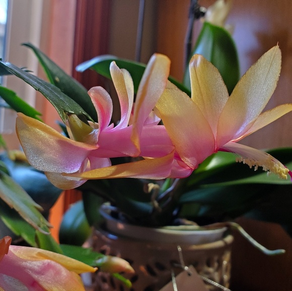 Meet your Posher, Amy - Picture 1 of 1